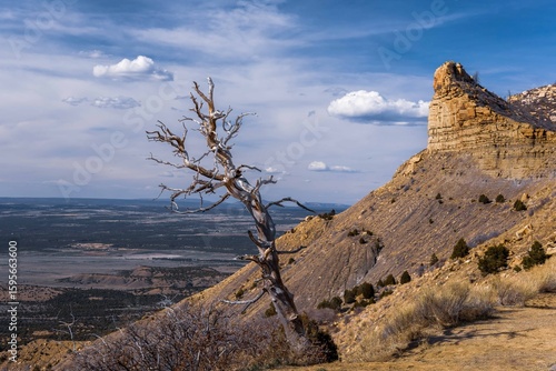 Single Tree
