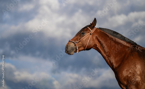 Retrato de caballo castaño bajo cielo nublado