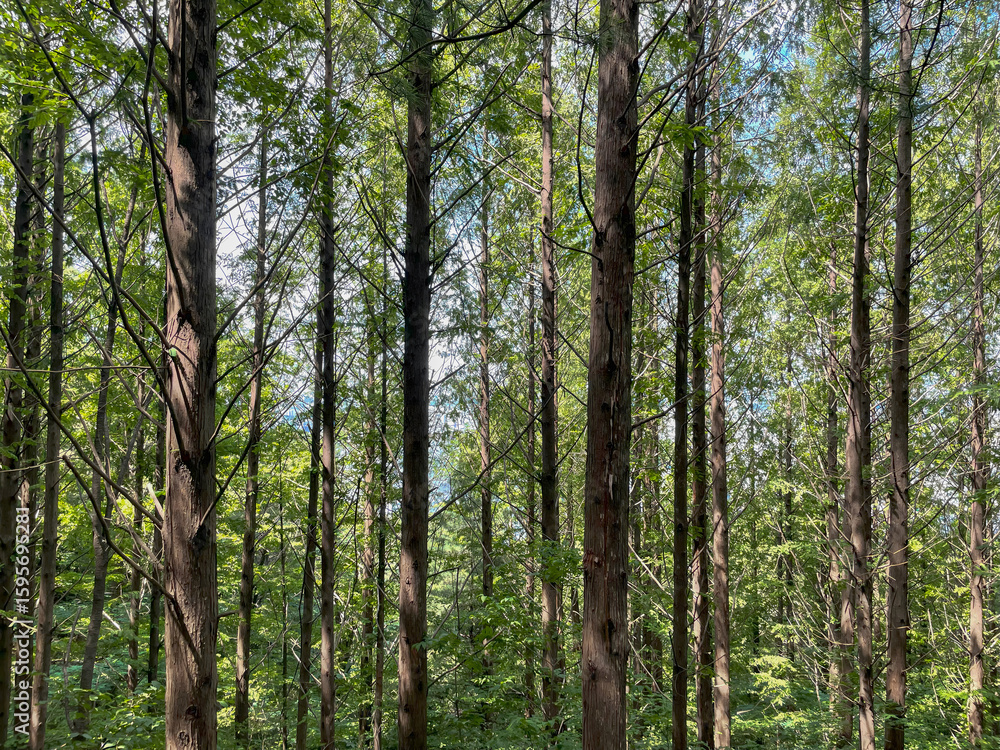 Obraz premium Tranquil Green Forest With Vertical Tall Trees