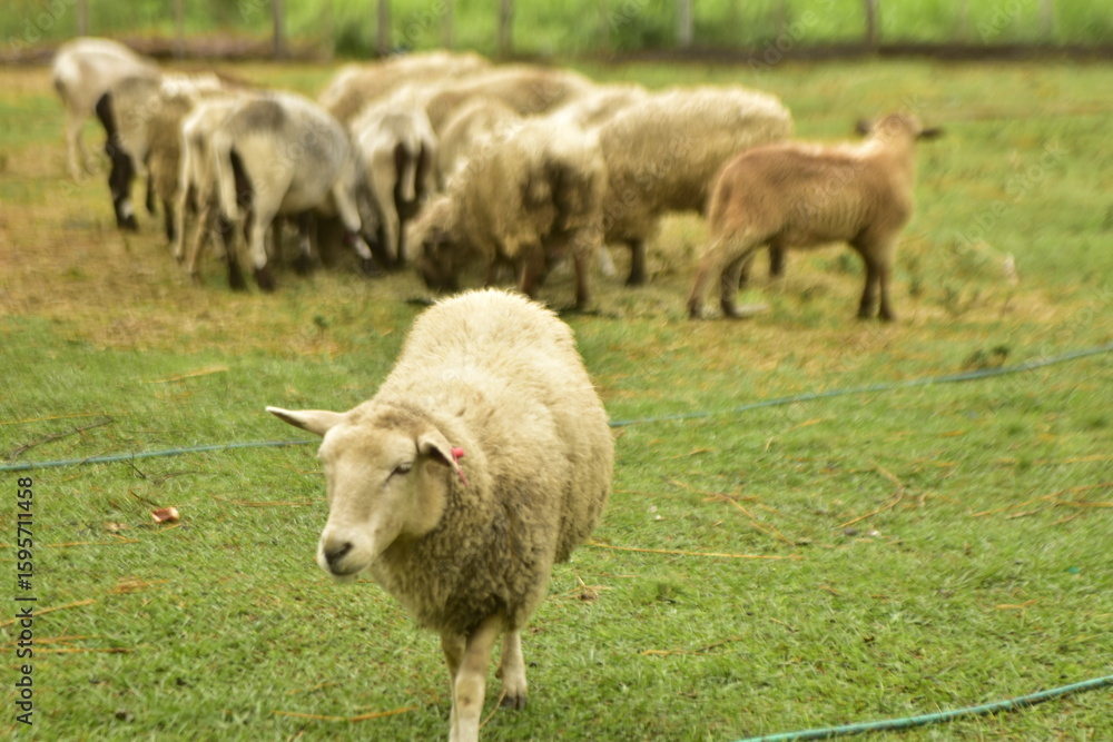 Fototapeta premium Ovejas