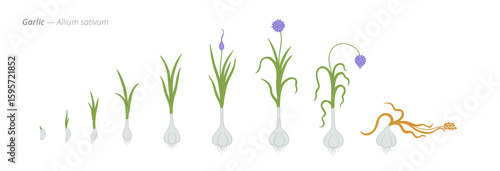 Garlic growth seed to harvest stages