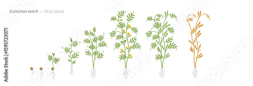 Growth stages of common vetch from seed to harvest