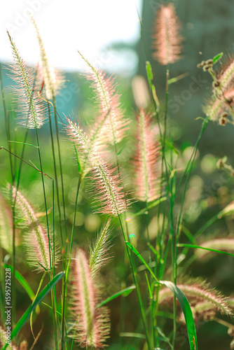 Pennisetum alopecuroides or Foxtail grass shines in the beautiful morning soft sunlight, with beautiful pale pink to white blooms with hints of green on the stems.