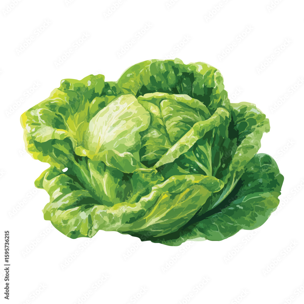 Fototapeta premium Cabbage isolated on white background