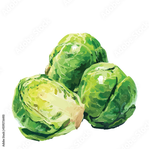 Brussels sprouts watercolor illustration