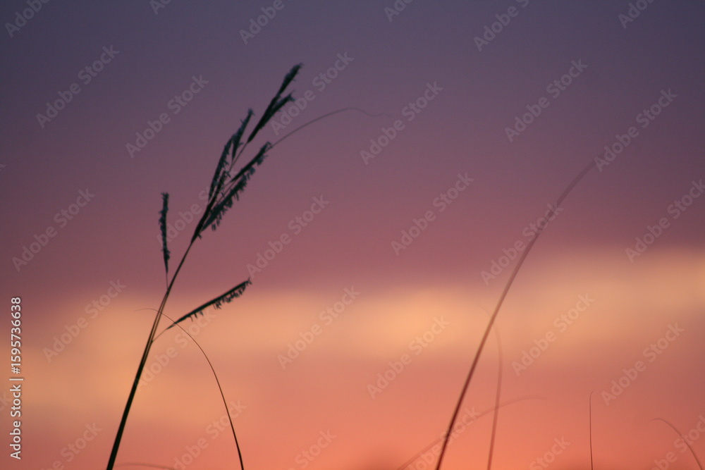 Naklejka premium Mid Summer Scenery 