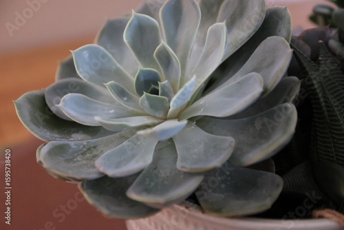 Natural textures and vibrant green hues showcased through a minimalist succulent plant arrangement. Soft lighting and botanical details evoke calm, growth, and earthy design elements. Suitable for wel