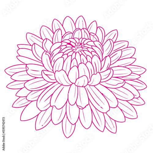 Elegant pink dahlia flower outline isolated on white background, delicate floral design element.