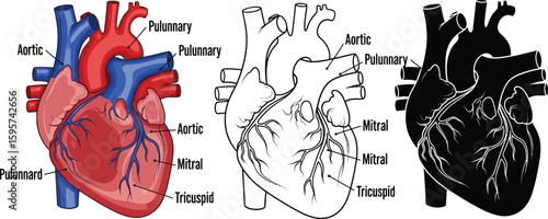 Heart anatomy diagram aortic pulunnary mitral tricuspid valves heart health cardiovascular system medical illustration