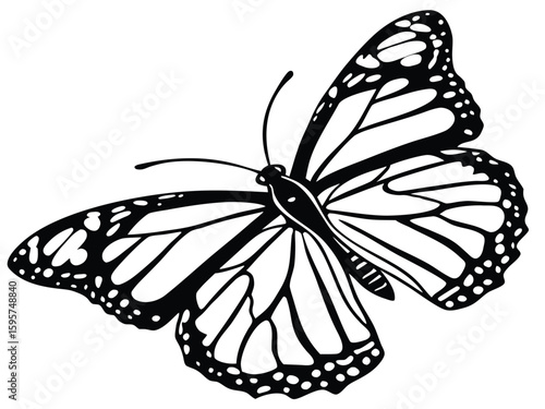 butterfly on white background