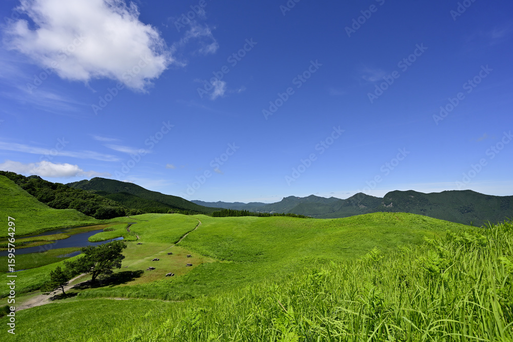 Fototapeta premium 曽爾高原 美しい夏のグリーンカーペット