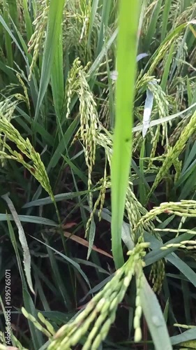 A close-up view of ripening rice grains on a single stalk, with the mature, golden-brown panicles standing out against the vibrant green leaves and the blurred background of a rice paddy field