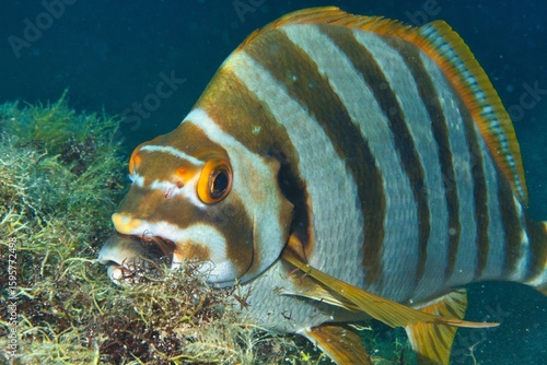 Spotted-tail Morwong in the Suruga Bay, Shizuoka, Japan