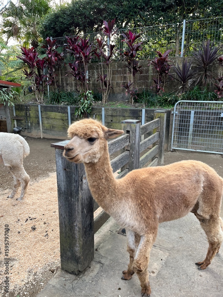 Obraz premium Taronga Zoo in Sydney, Australia 2025