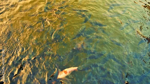 Animal Series - White Koi fish amidst a school of Tilapia fish in clear and clean water. A school of Thai fish is swimming in the lake. 