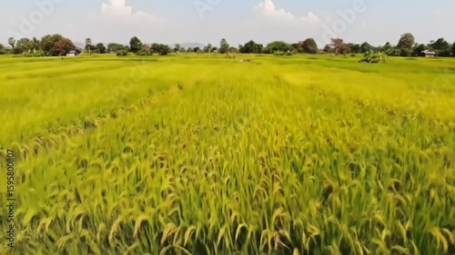 Time-Lapse of Clouds Moving Over a Yellow Rice Field