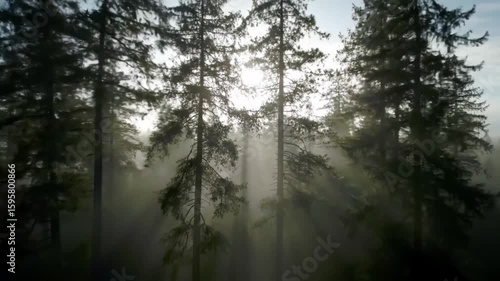 Time-Lapse of Fog Rolling Over Pine