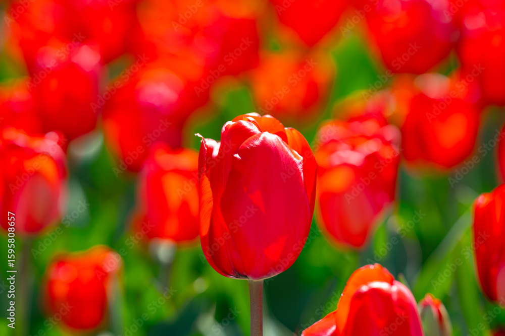 Fototapeta premium Red Tulip flower in tulip field at spring day. Colorful vivid pink tulips in the park. Spring landscape. Red tulip garden in spring. The Tulip. Beautiful bouquet of tulips in spring nature. Close up