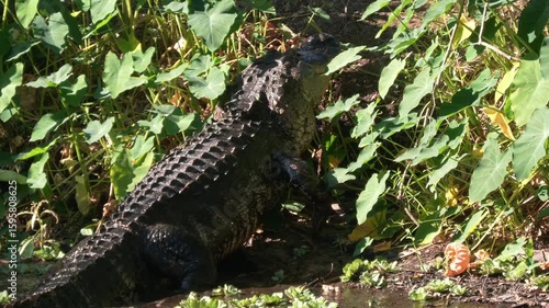Large American Alligator Comes out of Water