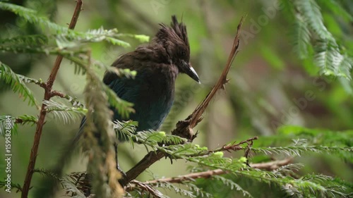 A Steller's Jay, a vibrant blue and black bird, perches on a branch amidst lush green foliage in a forest. The bird is alert, showcasing its distinctive crest in Big Sur, California, USA