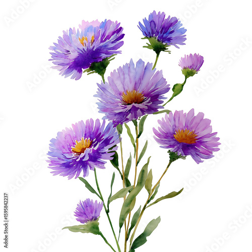 Delicate purple and lavender aster flowers with green stems, watercolor botanical style, isolated on a white and clear background.