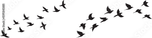 Flock of black silhouette birds flying in formation across white background migration