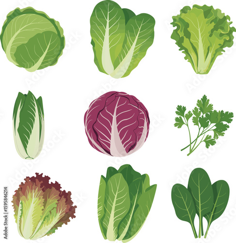 Fresh leafy vegetables, cabbage lettuce spinach, healthy organic greens, salad ingredients collection, raw vegetable set, farm fresh produce, vegetarian food illustration, green veggie clipart