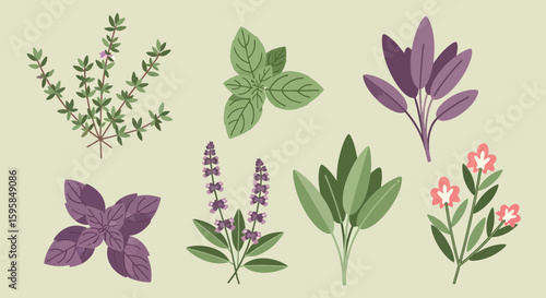 Assorted Culinary Herbs Illustration Set
