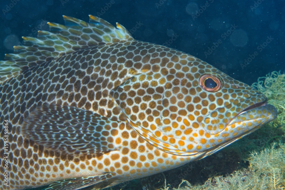 Fototapeta premium Areolate Grouper in the Suruga Bay, Shizuoka, Japan