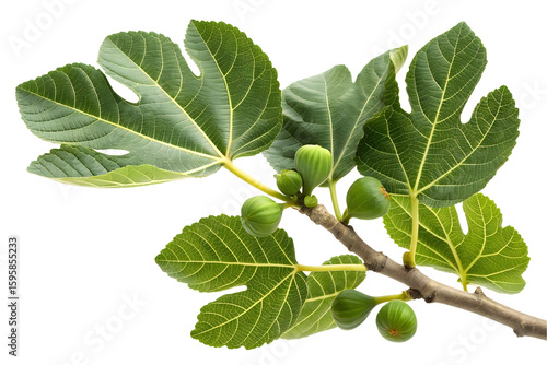 Wallpaper Mural green fig leaves branch isolated on white or transparent background Torontodigital.ca