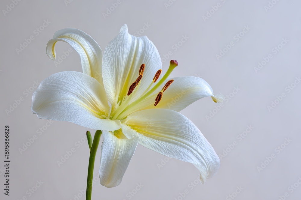 Fototapeta premium Elegant White Lily With Water Droplets