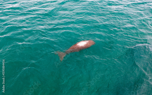 A beautiful dugong gracefully swims in the clear turquoise waters of the Andaman Sea near Phuket, highlighting marine wildlife in its natural habitat.