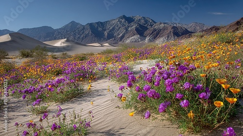 Rare bloom event: Death Valley dune spring wildflowers with desert gold poppies on sand curves, ecological miracle for desert conservation campaigns.