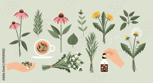 Herbal Medicine and Natural Remedies Illustration
