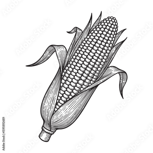 Corn (maize) stalk or cob woodcut engraving vector illustration