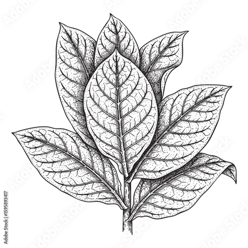Tobacco leaves woodcut engraving vector illustration
