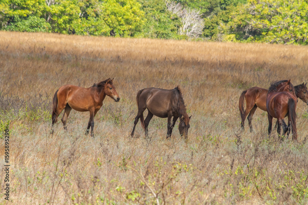 Fototapeta premium Agony in the Arid Plains: Sumba's Livestock Endure Starvation and Scorching Heat