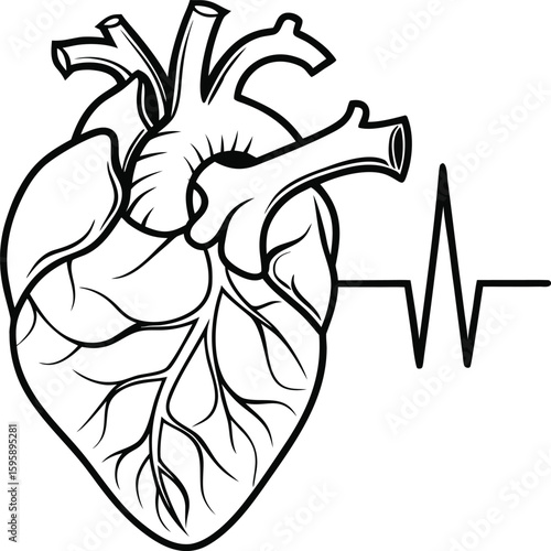 Black and white line art of a human heart with a cardiogram line anatomy medical