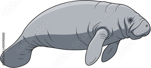 Illustration of a Manatee in Profile View Showcasing Its Distinctive Features