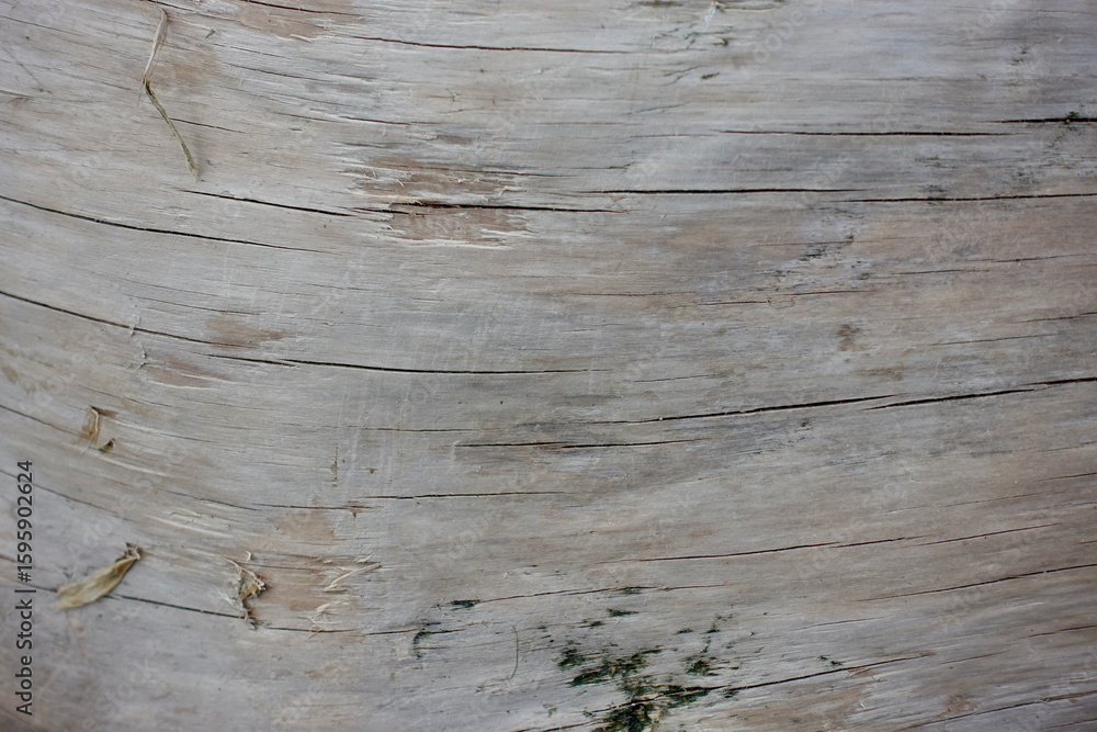 Fototapeta premium wood grain on a piece of driftwood
