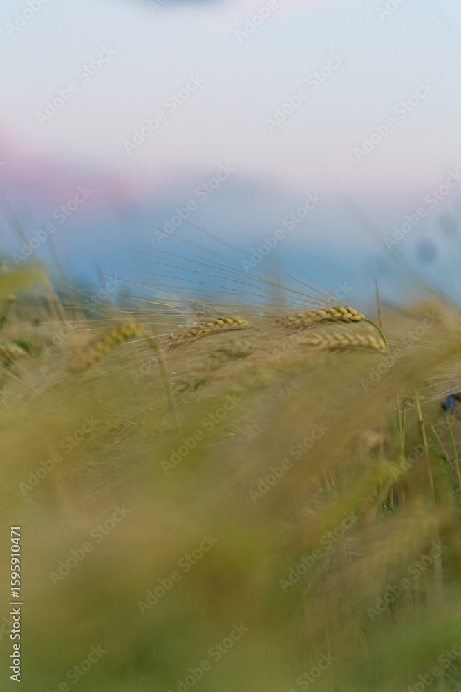 Obraz premium Summer field 