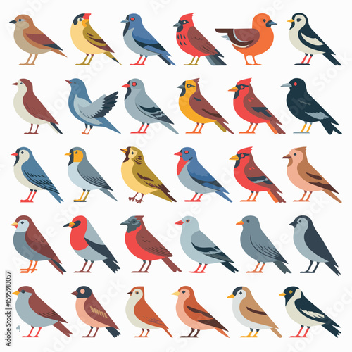 Bird species identification guide with colorful birds for ornithology and birdwatching enthusiasts
