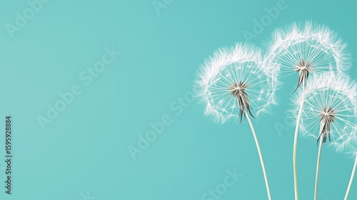 Wallpaper Mural Close up view of beautiful dandelion seed heads on a green backdrop Torontodigital.ca