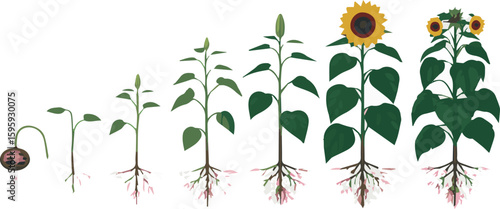 Sunflower life cycle stages illustration diagram showing plant growth from seed to flower and full bloom stage