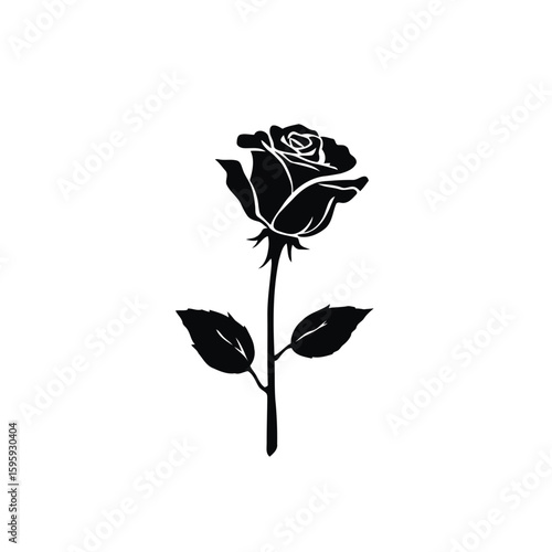 Single black rose illustration isolated on white, symbolizing love and beauty