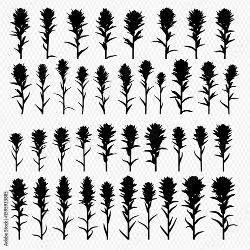 A collection of Indian paintbrush flower silhouettes arranged in rows against a transparent background, showcasing various sizes and shapes of the plant.