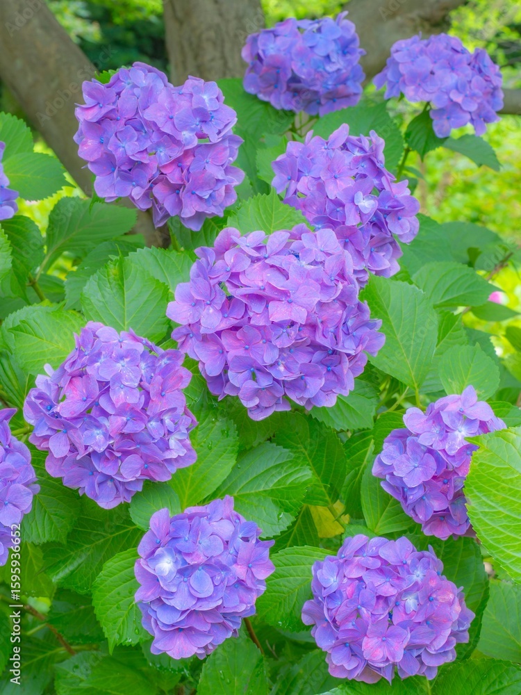 Obraz premium 梅雨から初夏の公園や花壇を彩るアジサイのある風景。雨上がりの爽やかな様子。