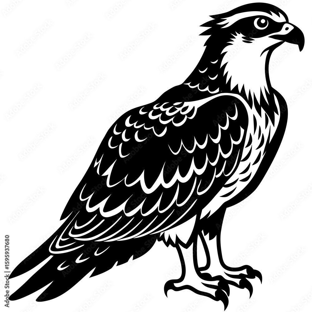 Fototapeta premium Osprey vector illustration perfect for posters, icon, t-shirts, cards, wall art prints and ai design.