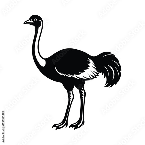 ostrich vector illustration