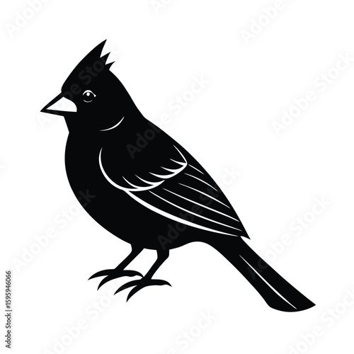 vector illustration of a cardinal bird